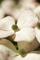 Dogwood, Flowering dogwood, Cornus kousa.