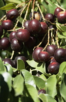 Chokecherry, Prunus virginiana.