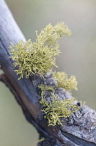 Moss, Lichen, Lichen.