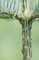 Conifer.