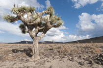Joshua tree, Yucca brevifolia.