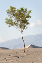 Creosote Bush, Larrea tridentata, Growing in Death Valley, Arizona, USA.