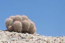 Cactus, Echinocactus.