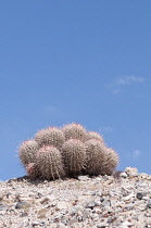 Cactus, Echinocactus.