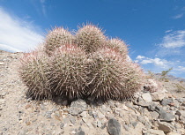 Cactus, Echinocactus.