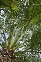 Palm, Desert fan palm, Washingtonia filifera.