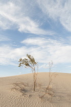 Creosote bush, Larrea tridentata. Creosote Bush, Larrea tridentata, Growing in Death Valley, Arizona, USA.