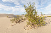 Creosote bush, Larrea tridentata. Creosote Bush, Larrea tridentata, Growing in Death Valley, Arizona, USA.