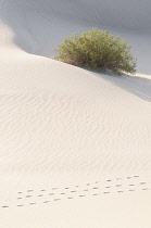 Creosote bush, Larrea tridentata. Creosote Bush, Larrea tridentata, Growing in Death Valley, Arizona, USA.