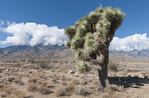 Joshua tree, Yucca brevifolia.