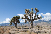 Joshua tree, Yucca brevifolia.