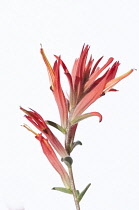 Indian paintbrush, Castilleja.