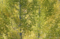 Aspen, American aspen, Cottonwood, Populus tremuloides.