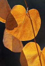 Judas tree, Cercis siliquastrum.