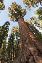 Redwood, Metasequoia.