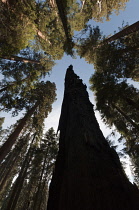 Redwood, Metasequoia.