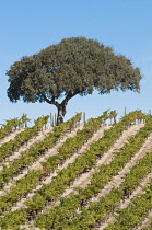 Grapevine, Vitis vinifera.