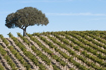 Grapevine, Vitis vinifera.