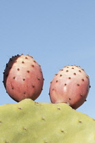 Prickly pear cactus, Opuntia cochenillifera.