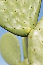 Prickly pear cactus, Opuntia cochenillifera.