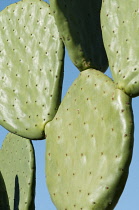 Prickly pear cactus, Opuntia cochenillifera.