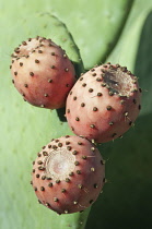 Prickly pear cactus, Opuntia cochenillifera.