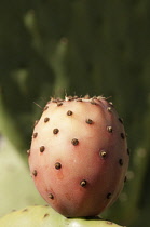 Prickly pear cactus, Opuntia cochenillifera.