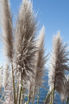 Grass, Pampas grass, Cortaderia selloana.