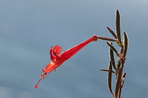 Penstemon, Penstemon.