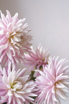 Dahlia.