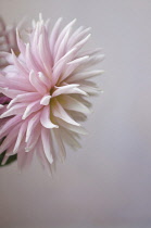 Dahlia.