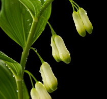 Solomon's seal, Polygonatum multiflorum.