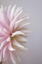 Dahlia.