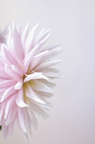 Dahlia.