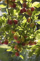 Plum, Prunus domestica.