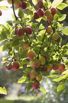 Plum, Prunus domestica.