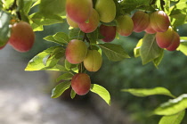 Plum, Prunus domestica.