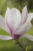 Magnolia.