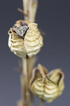 Asphodel, Yellow asphodel, Asphodeline lutea.