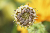 Marigold, Calendula officinalis.