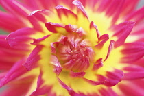 Dahlia, Dahlia 'Kenora Sunset'.