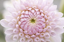 Dahlia, Dahlia 'Taratchi Lilac'.