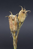 IrisBlueiris, Iris Spuria.