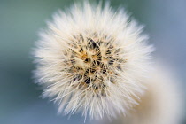 MountParnassusscabious, Pterocephalus perennis.