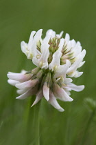 Clover, Trifolium pratense.