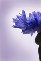 Cornflower, Centaurea cyanus.