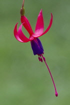 Fuchsia, Fuchsia 'Baby Blue Eyes'.