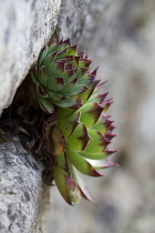 Houseleek, Sempervivum calcareum.