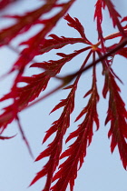 Japanese Maple, Acer palmatum dissectum atropurpureum.