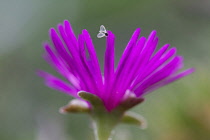 MiddayFlower, Lampranthus amoenus.